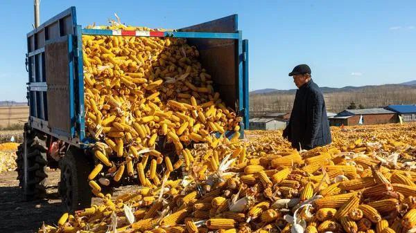» 1、中国发放第一批转基因玉米大豆种子生产经营许可证继首批转基因玉米、大豆品种通过品种审定后，转基因种子产业化再进一步