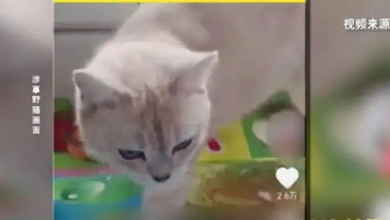» 2. 投喂流浪猫赔偿24万案件将再审前不久，一起流浪猫引发的官司引发舆论热议