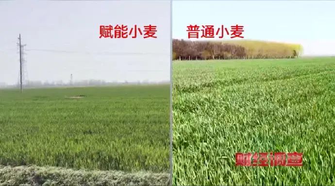 » 1. 河南平顶山市大面积设置“量子赋能”试验田4月22日，叶县联合调查组发布情况通报称，21日，央视网发布“用‘量子科技’种庄稼，抗病抗灾还增产？”报道