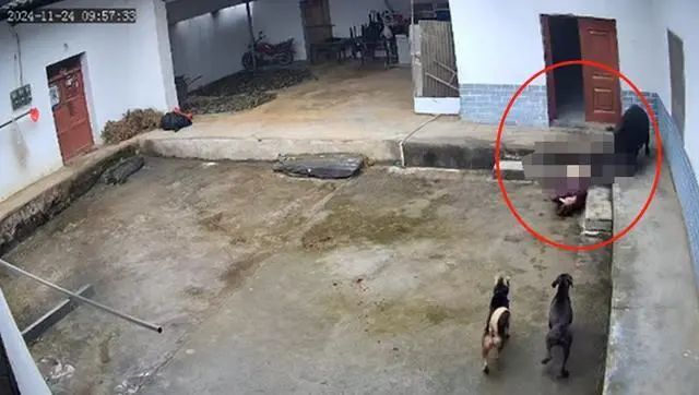 » 1、 陕西岚皋县野猪冲入院子咬死老人11月24日，网传视频显示，在陕西岚皋县，一头野猪闯进家中袭击老人