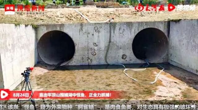 18. 河南汝州抽干湖水捕捉鳄雀鳝 系高危外来入侵物种、网上十几元就能买一条8月24日，在数千万网友的在线围观下，河南平顶山汝州市几乎抽干中央公园湖中的水，但仍未发现“怪鱼”鳄雀鳝的踪迹