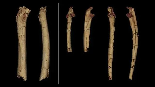 15. 700万年前！已知最早人属直立行走时间确定法国普瓦提埃大学研究团队提供了一块左大腿骨骼（股骨）和一对前臂骨骼（尺骨）的分析，这些骨骼来自2001年发现乍得沙赫人的原始地点
