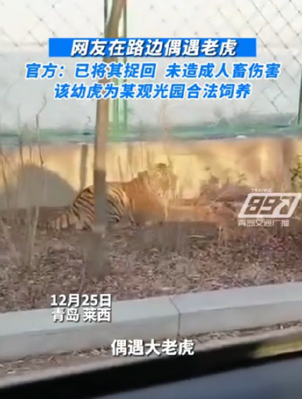 » 13. 青岛莱西湖岸边惊现老虎？官方:逃出来的，已捉回近日，“市民在路边偶遇老虎”的相关话题登上热搜