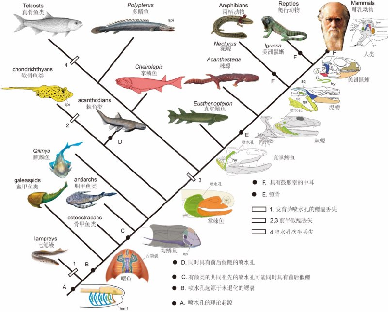 14. 科学研究首次揭示：人类的中耳曾经是鱼类用来呼吸的鳃近日，中科院古脊椎所盖志琨研究员联合中、英、瑞（瑞典）三国院士以第一作者身份在《生态和演化前沿》上发表了有关脊椎动物喷水孔起源的最新研究成果，首次揭示人类的中耳曾经是鱼类用来呼吸的鳃