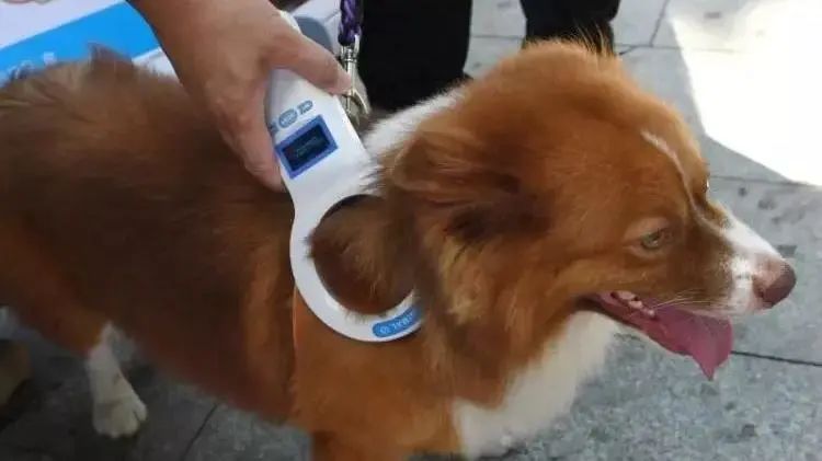 » 12. 重庆养犬条例明年6月施行，通过芯片或生物技术追溯犬只来源《重庆市养犬管理条例》已经重庆市五届人大常委会第三十八次会议表决通过，将于2023年6月1日起施行