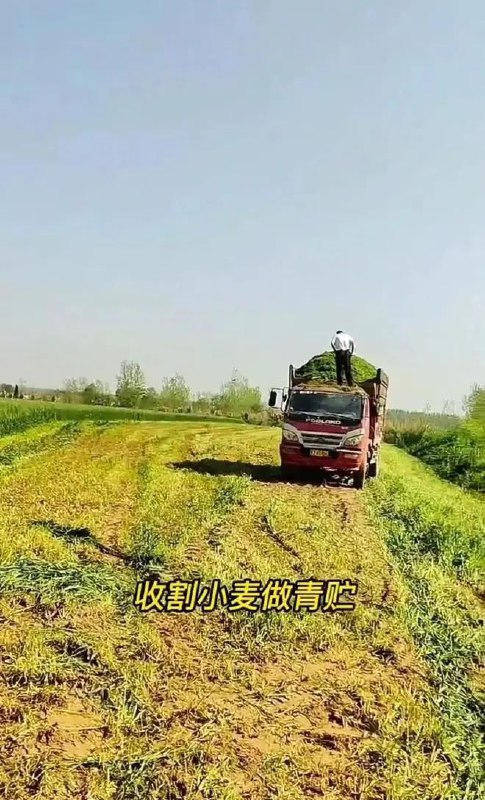 2. 河南等地有农民收割青小麦做饲料近日，一些河南等地的种植户在短视频平台发布收割青小麦做青储饲料的“广告”，引起网友关注