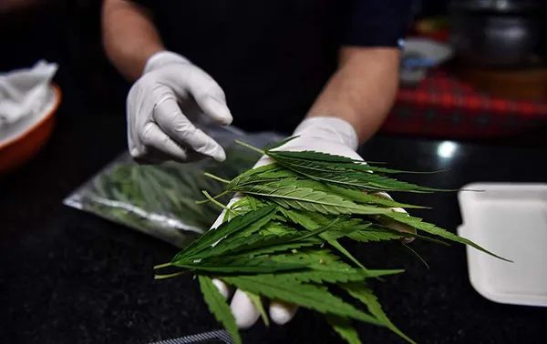 2. 泰国宣布大麻合法化，百万株大麻幼苗免费向公众分发6月9日，泰国公共卫生部发布公告，宣布将大麻和大麻制品从国家第5类毒品清单中删除的法令正式生效