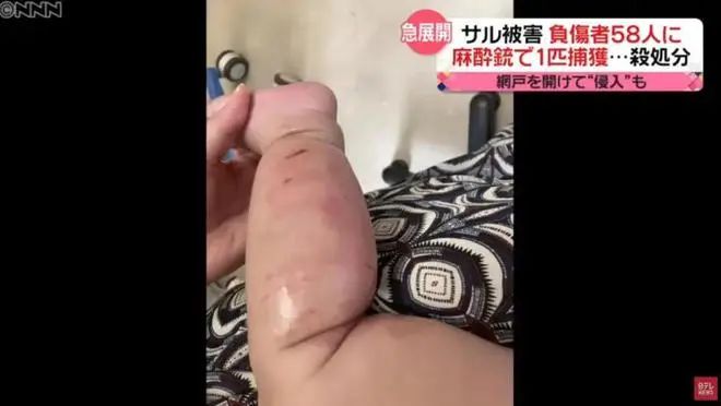 15. 日本“人猴大战”：61人受伤，两只公猴被抓获28日晚上，一只野猴闯入山口市内一家建筑公司的员工宿舍，抓伤了一名印度尼西亚籍职员的右臂，造成男子轻伤