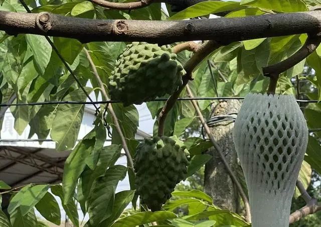 » 5. 大陆6月20日恢复台湾番荔枝输入国务院台办发言人朱凤莲6月20日表示，因多次从台湾地区输大陆番荔枝中检出大洋臀纹粉蚧等检疫性有害生物，为防范植物疫情风险，大陆海关自2021年9月20日起暂停台湾地区番荔枝输入