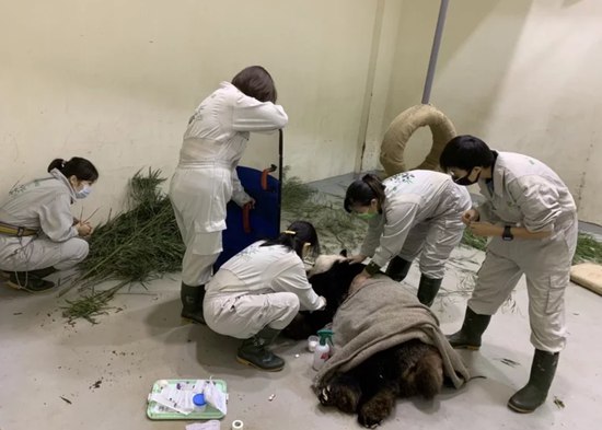 » 14. 赠台大熊猫团团因癫痫发作不幸离世据台媒报道，大熊猫团团今（19）日凌晨再度癫痫发作，于今日不幸离世