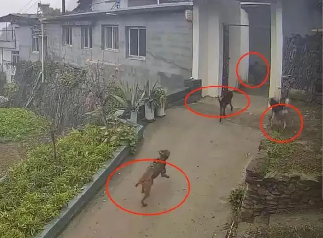 » 1、 陕西岚皋县野猪冲入院子咬死老人11月24日，网传视频显示，在陕西岚皋县，一头野猪闯进家中袭击老人