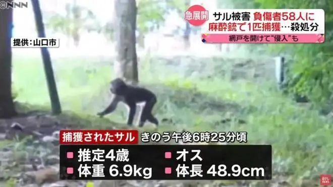 15. 日本“人猴大战”：61人受伤，两只公猴被抓获28日晚上，一只野猴闯入山口市内一家建筑公司的员工宿舍，抓伤了一名印度尼西亚籍职员的右臂，造成男子轻伤