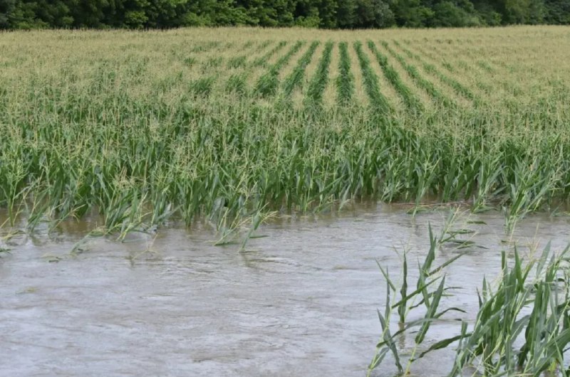 » 1、北方秋收遇连续降雨 粮食烘干机脱销据经济观察报了解，在已安装烘干机的地区，目前大部分烘干机因处理量、开机费等限制，只能满足种植大户和粮食收购商的需求