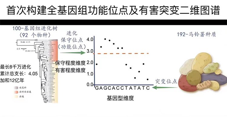 » 12、里程碑式成果：我国杂交马铃薯育种效率将提升50%以上5月4日23时，《细胞（Cell）》在线发表了中国农业科学院深圳农业基因组研究所黄三文团队的最新研究成果：“Phylogenomic discovery of deleterious mutations facilitates hybrid potato breeding（利用进化基因组学鉴定有害突变进而指导杂交马铃薯育种）”