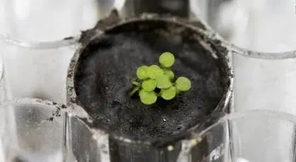 18. 人类首次使用月壤种植植物成功美国科学家首次使用“阿波罗”登月计划期间收集的月球土壤，成功地种植出了植物