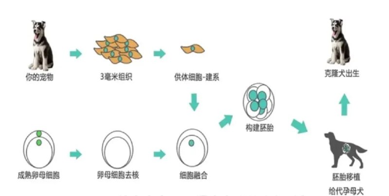» 14. 20万元能让爱宠“复活”，宠物克隆靠谱吗极目新闻记者了解到，国内有公司提供宠物克隆服务，从细胞取样到成功克隆一只宠物，需花费10至20万元