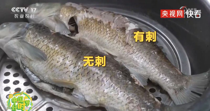» 1. 华中农业大学培育出无刺草鱼重大科研突破！继无刺武昌鱼之后，无刺草鱼也来啦！华中农业大学高泽霞教授团队找到控制鱼刺基因，成功培育出无刺草鱼