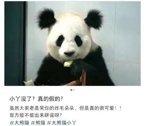 » 6. 网红大熊猫“小丫”在陕西熊猫谷去世  寿命9岁大熊猫“小丫”因为有两个可爱而潦草的“丸子头”走红网络，被许多网友喜欢