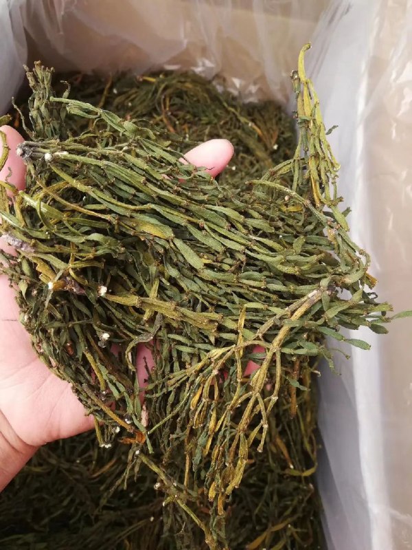 » 13、普洱茶添加寄生植物是否违法？最高法：充分尊重地方饮食习惯12月28日，最高法在一起典型案例释法中表示，对不违反法律法规禁止性规定的区域性特色产品，市场监管部门应当给予尊重和平等保护，不宜因个别消费者举报投诉而轻易禁止销售