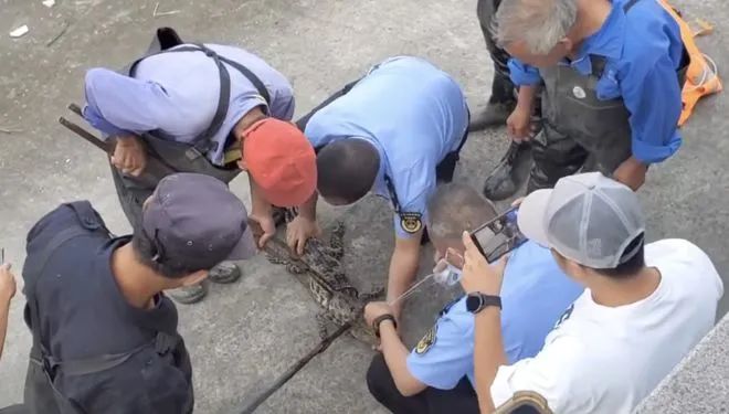» 9. 上海黄浦江暹罗鳄经6天搜索落网近日，有市民向警方反映，在上海黄浦江内有一条长约1米的鳄鱼，并提供了相关影音资料